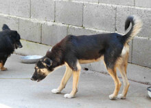 MATHIS, Hund, Mischlingshund in Bulgarien - Bild 13