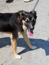 MATHIS, Hund, Mischlingshund in Bulgarien - Bild 3
