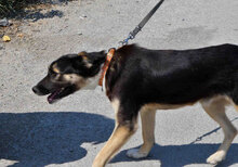 MATHIS, Hund, Mischlingshund in Bulgarien - Bild 4