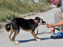 MATHIS, Hund, Mischlingshund in Bulgarien - Bild 5