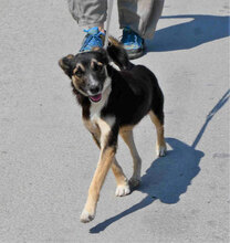 MATHIS, Hund, Mischlingshund in Bulgarien - Bild 6