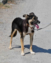 MATHIS, Hund, Mischlingshund in Bulgarien - Bild 7