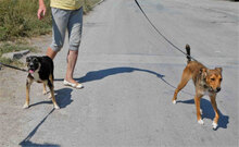 MATHIS, Hund, Mischlingshund in Bulgarien - Bild 9