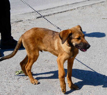 SANTOSH, Hund, Mischlingshund in Bulgarien - Bild 1
