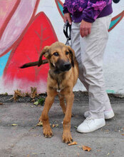 SANTOSH, Hund, Mischlingshund in Bulgarien - Bild 11