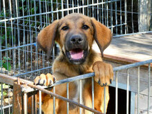 SANTOSH, Hund, Mischlingshund in Bulgarien - Bild 12