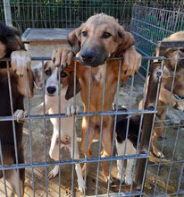 SANTOSH, Hund, Mischlingshund in Bulgarien - Bild 13