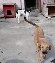 SANTOSH, Hund, Mischlingshund in Bulgarien - Bild 15