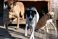 SANTOSH, Hund, Mischlingshund in Bulgarien - Bild 17