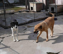 SANTOSH, Hund, Mischlingshund in Bulgarien - Bild 18