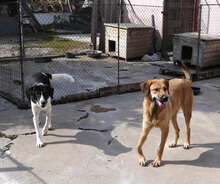 SANTOSH, Hund, Mischlingshund in Bulgarien - Bild 19