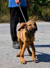 SANTOSH, Hund, Mischlingshund in Bulgarien - Bild 2