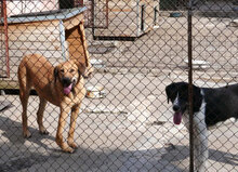 SANTOSH, Hund, Mischlingshund in Bulgarien - Bild 20