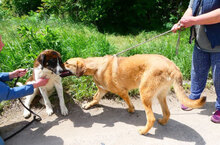 SANTOSH, Hund, Mischlingshund in Bulgarien - Bild 21