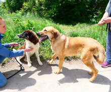SANTOSH, Hund, Mischlingshund in Bulgarien - Bild 22