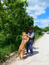 SANTOSH, Hund, Mischlingshund in Bulgarien - Bild 23