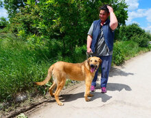 SANTOSH, Hund, Mischlingshund in Bulgarien - Bild 24