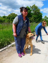 SANTOSH, Hund, Mischlingshund in Bulgarien - Bild 26