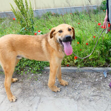 SANTOSH, Hund, Mischlingshund in Bulgarien - Bild 27