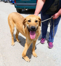 SANTOSH, Hund, Mischlingshund in Bulgarien - Bild 28