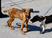 SANTOSH, Hund, Mischlingshund in Bulgarien - Bild 3