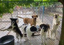SANTOSH, Hund, Mischlingshund in Bulgarien - Bild 30