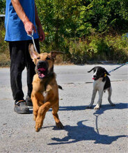 SANTOSH, Hund, Mischlingshund in Bulgarien - Bild 4