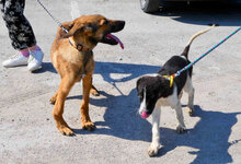 SANTOSH, Hund, Mischlingshund in Bulgarien - Bild 5