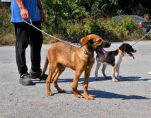 SANTOSH, Hund, Mischlingshund in Bulgarien - Bild 7