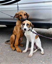 SANTOSH, Hund, Mischlingshund in Bulgarien - Bild 8