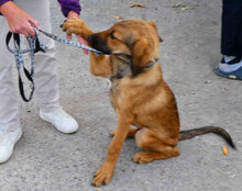 SANTOSH, Hund, Mischlingshund in Bulgarien - Bild 9