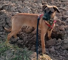 TILO, Hund, Mischlingshund in Backnang - Bild 12
