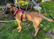 TILO, Hund, Mischlingshund in Backnang - Bild 14