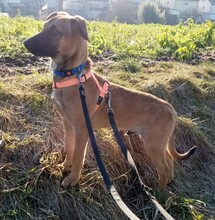 TILO, Hund, Mischlingshund in Backnang - Bild 16