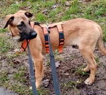 TILO, Hund, Mischlingshund in Backnang - Bild 17