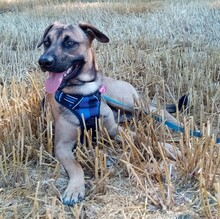 TILO, Hund, Mischlingshund in Backnang - Bild 2