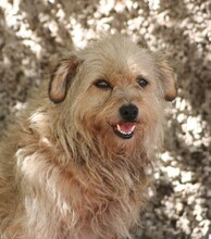 BALDO, Hund, Mischlingshund in Spanien - Bild 1