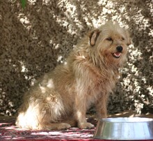 BALDO, Hund, Mischlingshund in Spanien - Bild 2