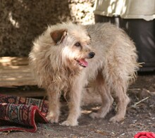 BALDO, Hund, Mischlingshund in Spanien - Bild 4