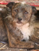 KOTZI, Hund, Mischlingshund in Spanien - Bild 1
