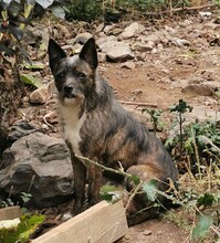 KOTZI, Hund, Mischlingshund in Spanien - Bild 2