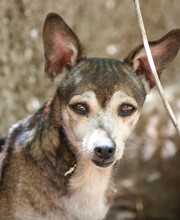 OREON, Hund, Mischlingshund in Spanien - Bild 1