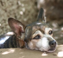 OREON, Hund, Mischlingshund in Spanien - Bild 2