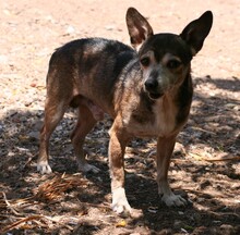 OREON, Hund, Mischlingshund in Spanien - Bild 4