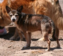 OREON, Hund, Mischlingshund in Spanien - Bild 5