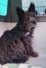 FAYNA, Hund, Mischlingshund in Spanien - Bild 1