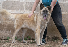 BENITO, Hund, Mischlingshund in Italien - Bild 1