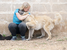 BENITO, Hund, Mischlingshund in Italien - Bild 3