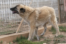 BENITO, Hund, Mischlingshund in Italien - Bild 5