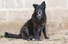 MASCHA, Hund, Mischlingshund in Italien - Bild 1